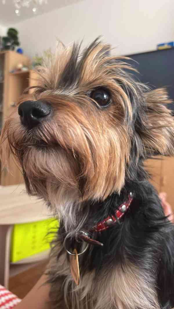 Jorkšír štěňátko  - foto 6