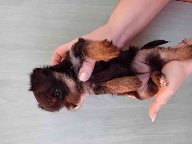 Jorkšír štěňátko  - foto 2