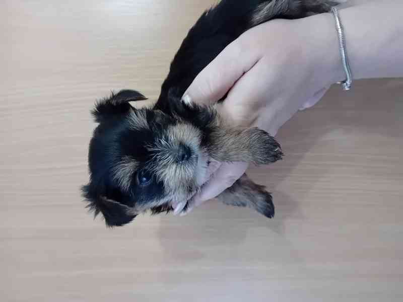 Jorkšír štěňátko  - foto 5