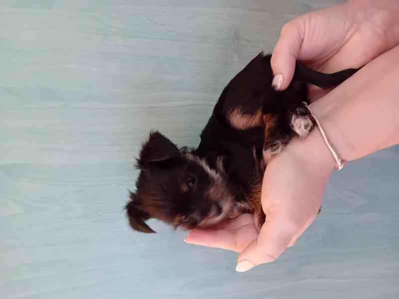 Jorkšír štěňátko  - foto 4