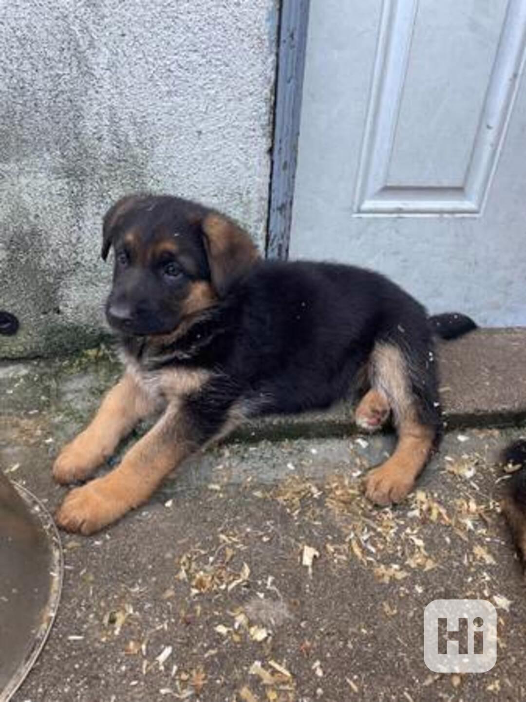 Registrirani štenci njemačkog ovčara. - foto 1