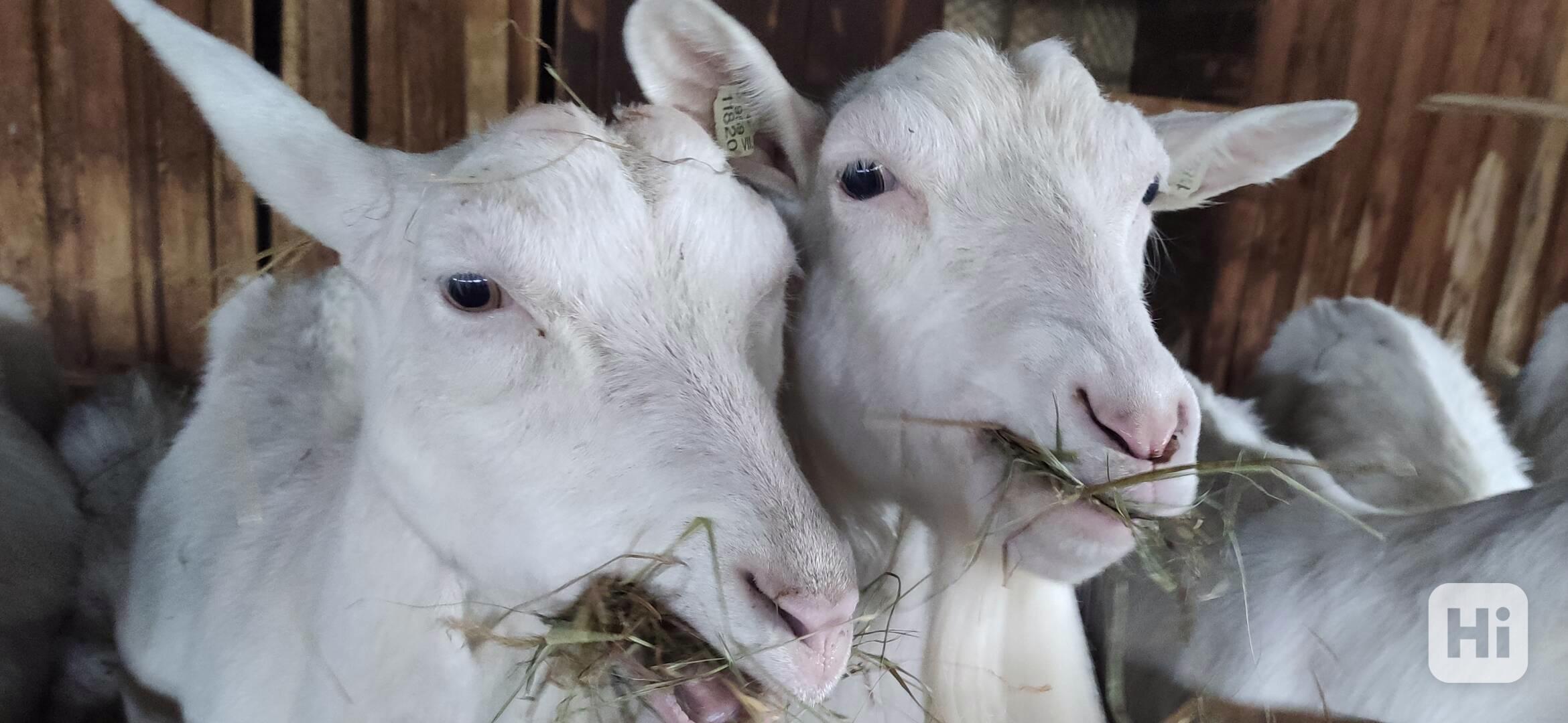 BIO CHOV PLEMENNÝCH KOZ -KOZA BÍLÁ KRÁTKOSRSTÁ CELÉ KNOW-HOW - foto 1