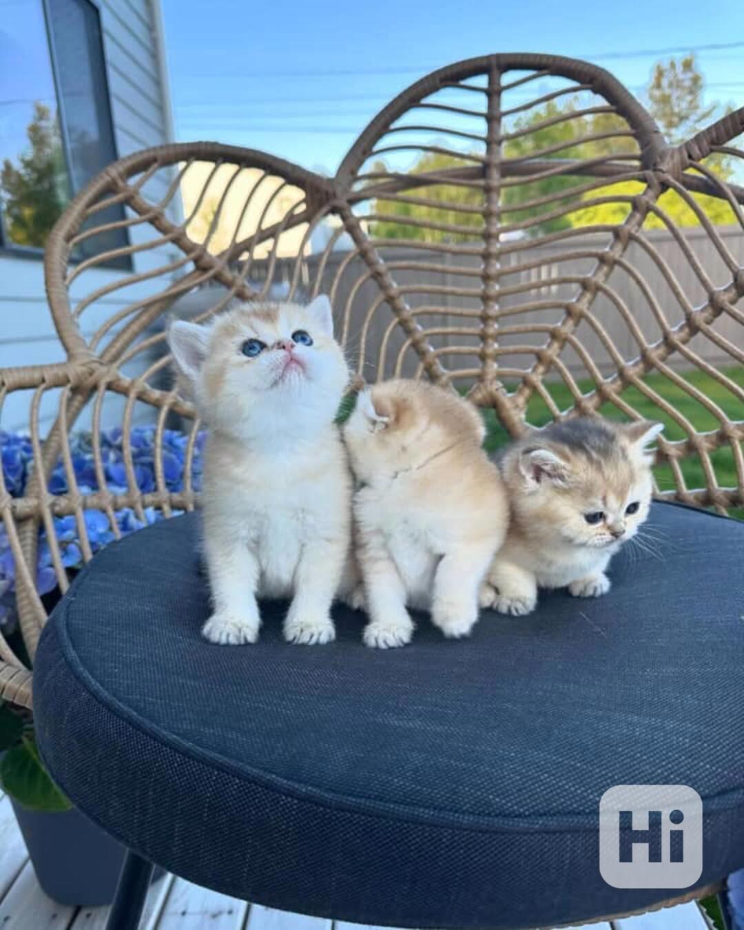 🐾 Úžasná skotská klapouchá kočka a koťátko k dispozici 🐾 - foto 1