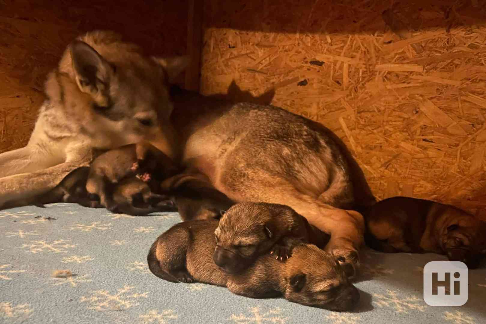 Československý vlčák s PP TOP pracovní spojení - foto 1