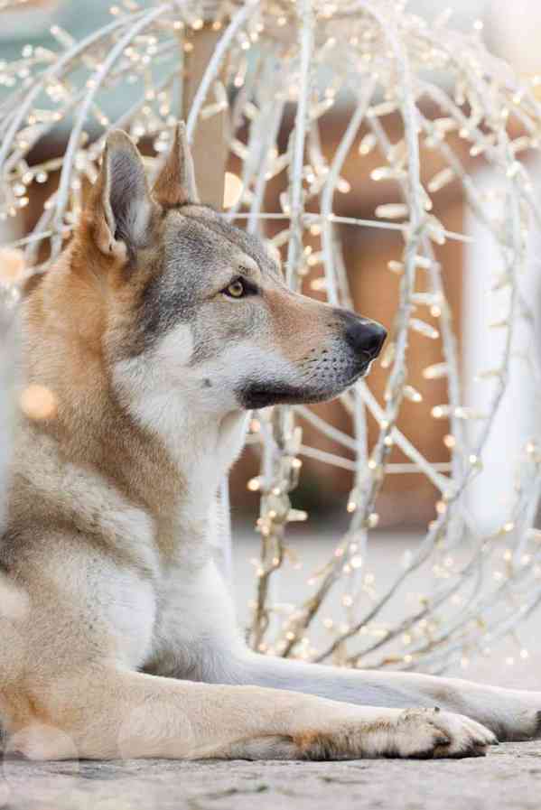 Československý vlčák s PP TOP pracovní spojení - foto 4