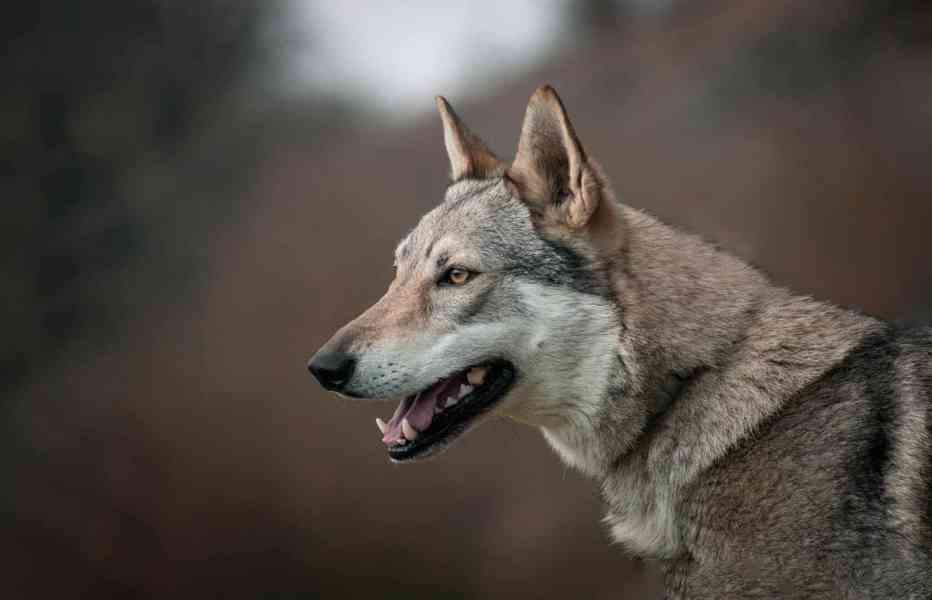 Československý vlčák s PP TOP pracovní spojení - foto 5