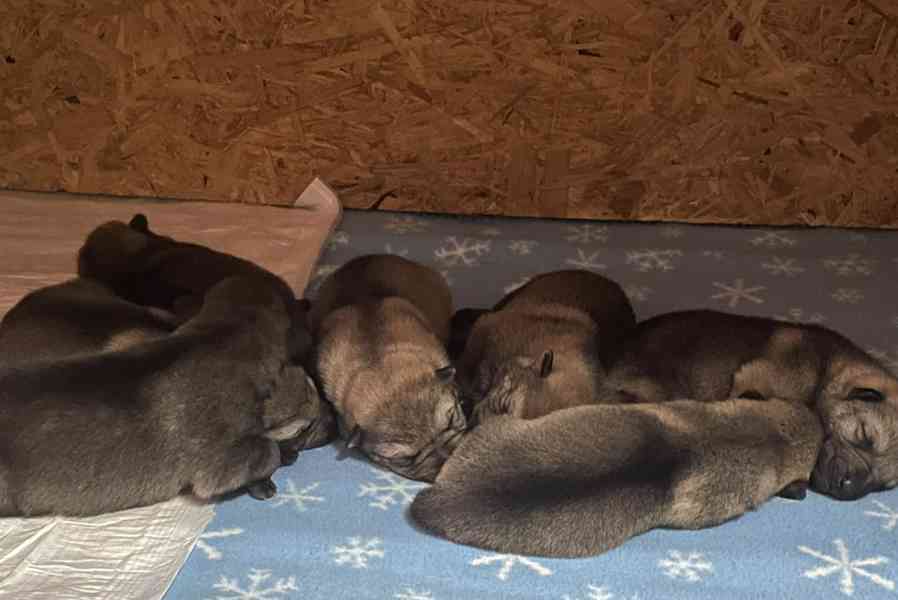 Československý vlčák s PP TOP pracovní spojení - foto 2