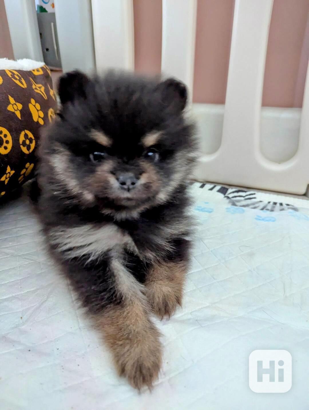 Prodám pomeraniana...... - foto 1