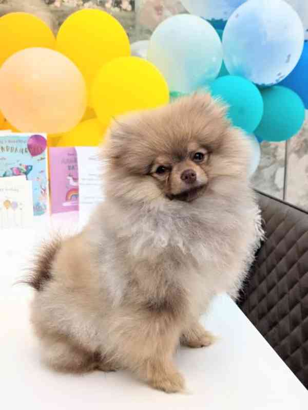 Prodám pomeraniana...... - foto 5