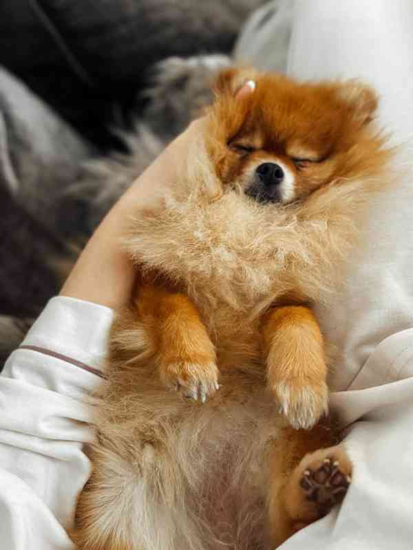 Prodám pomeraniana...... - foto 2