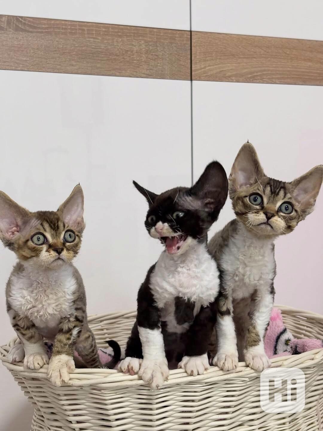 Krásné kotě Devon Rex hledá milující domov - foto 1