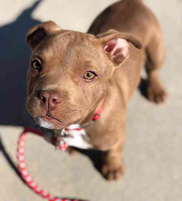 Štěňata American Bully! : Zbývá pouze 1 fena.