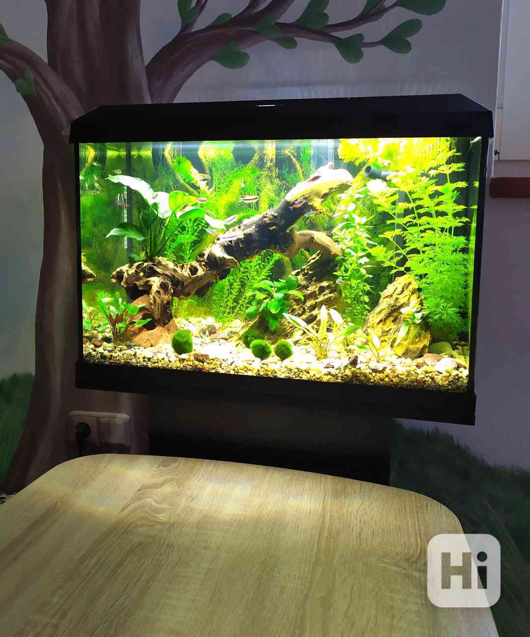 Prodám akvárium Juwel Primo 70 Led - foto 1