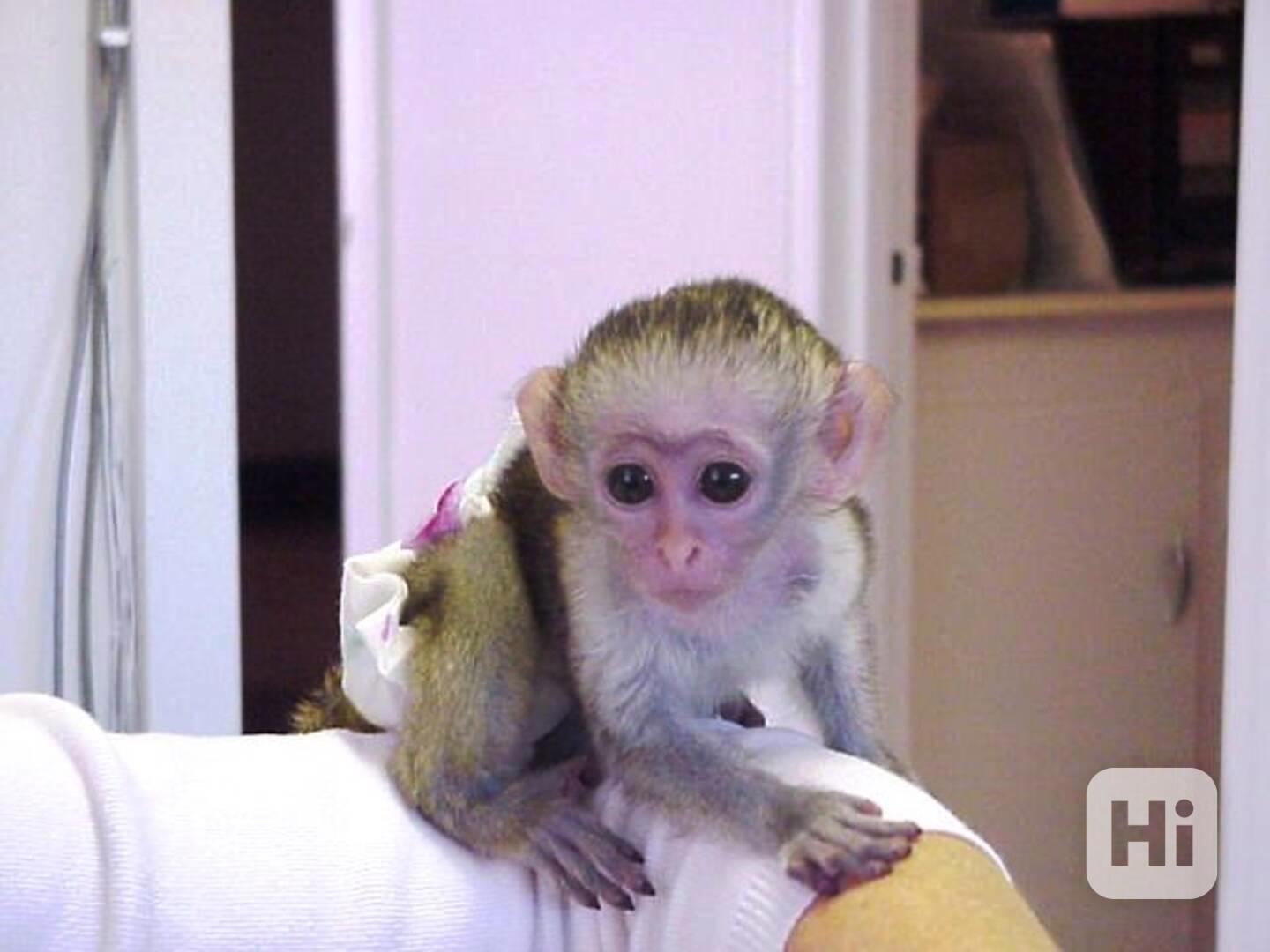 Kapucínské opice k adopci - foto 1