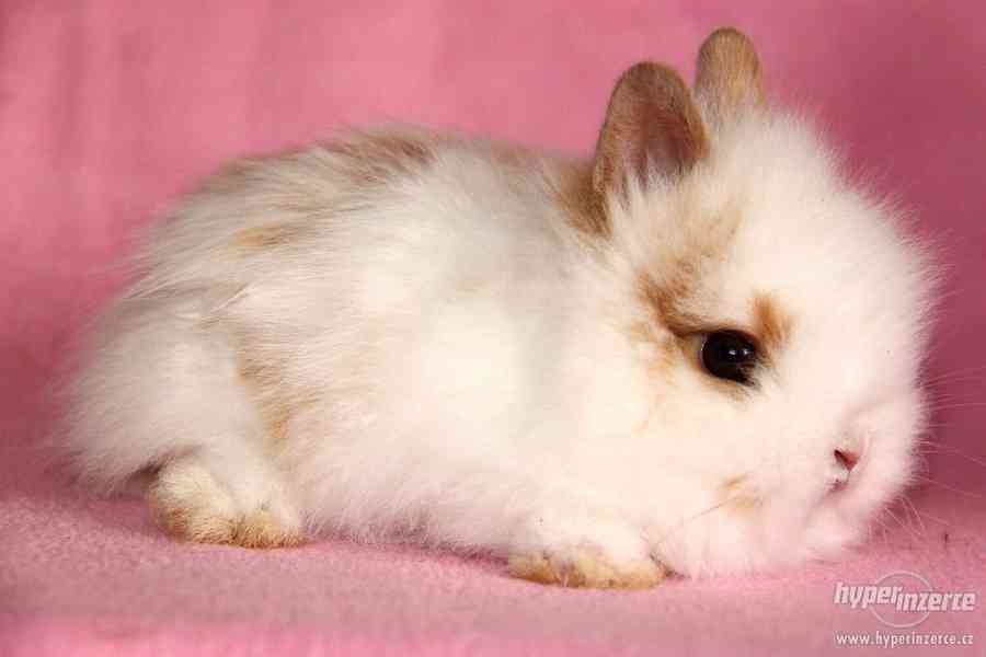 Zakrslý králíček Teddy s VP - doprava po celé ČR - foto 1