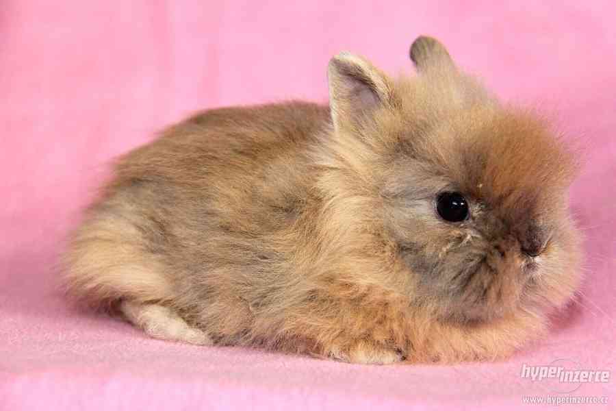 Zakrslý králíček Teddy s VP - doprava po celé ČR - foto 2