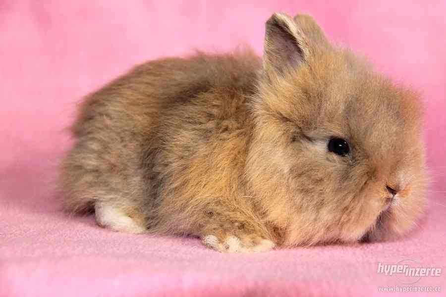 Zakrslý králíček Teddy s VP - doprava po celé ČR - foto 3