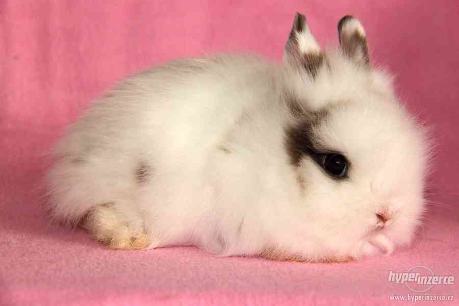 Zakrslý králíček Teddy s VP - doprava po celé ČR - foto 4