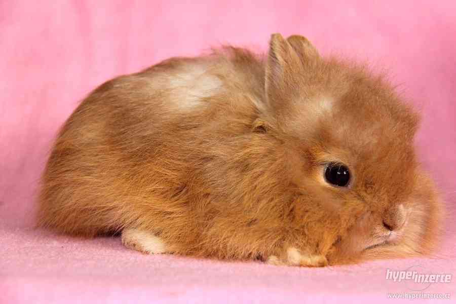 Zakrslý králíček Teddy s VP - doprava po celé ČR - foto 5