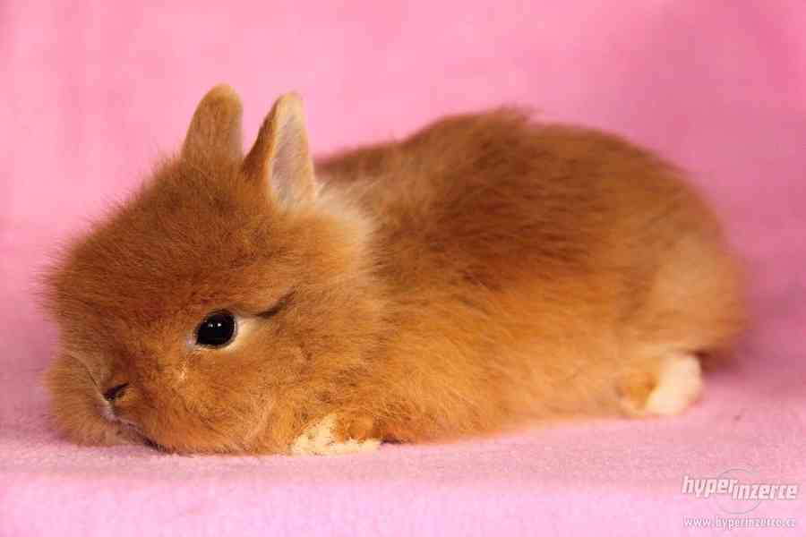 Zakrslý králíček Teddy s VP - doprava po celé ČR - foto 6
