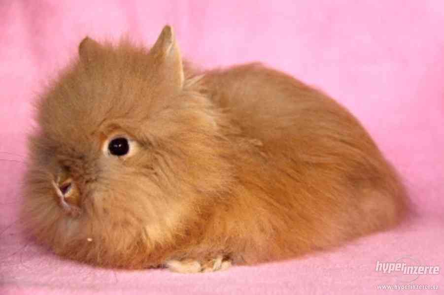 Zakrslý králíček Teddy s VP - doprava po celé ČR - foto 7