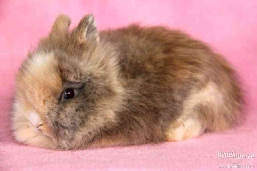 Zakrslý králíček Teddy s VP - doprava po celé ČR - foto 8