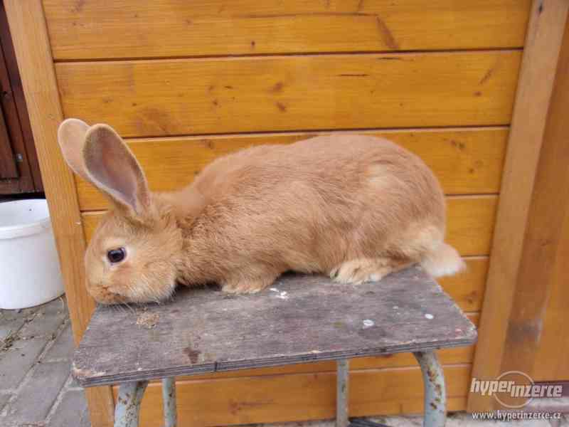 Burgundský králík - prodej - foto 1