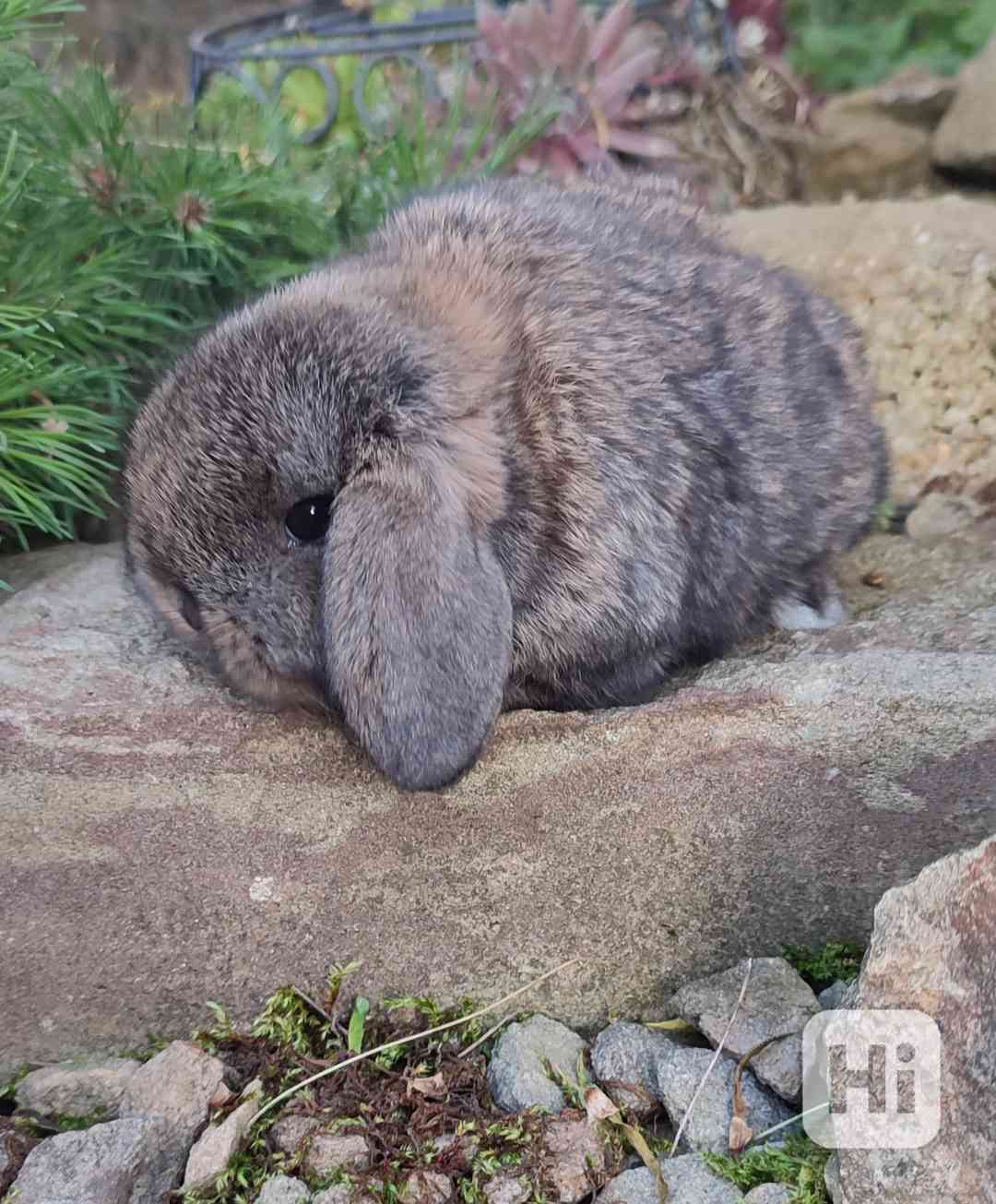 Zakrslý králík - minilop - foto 1