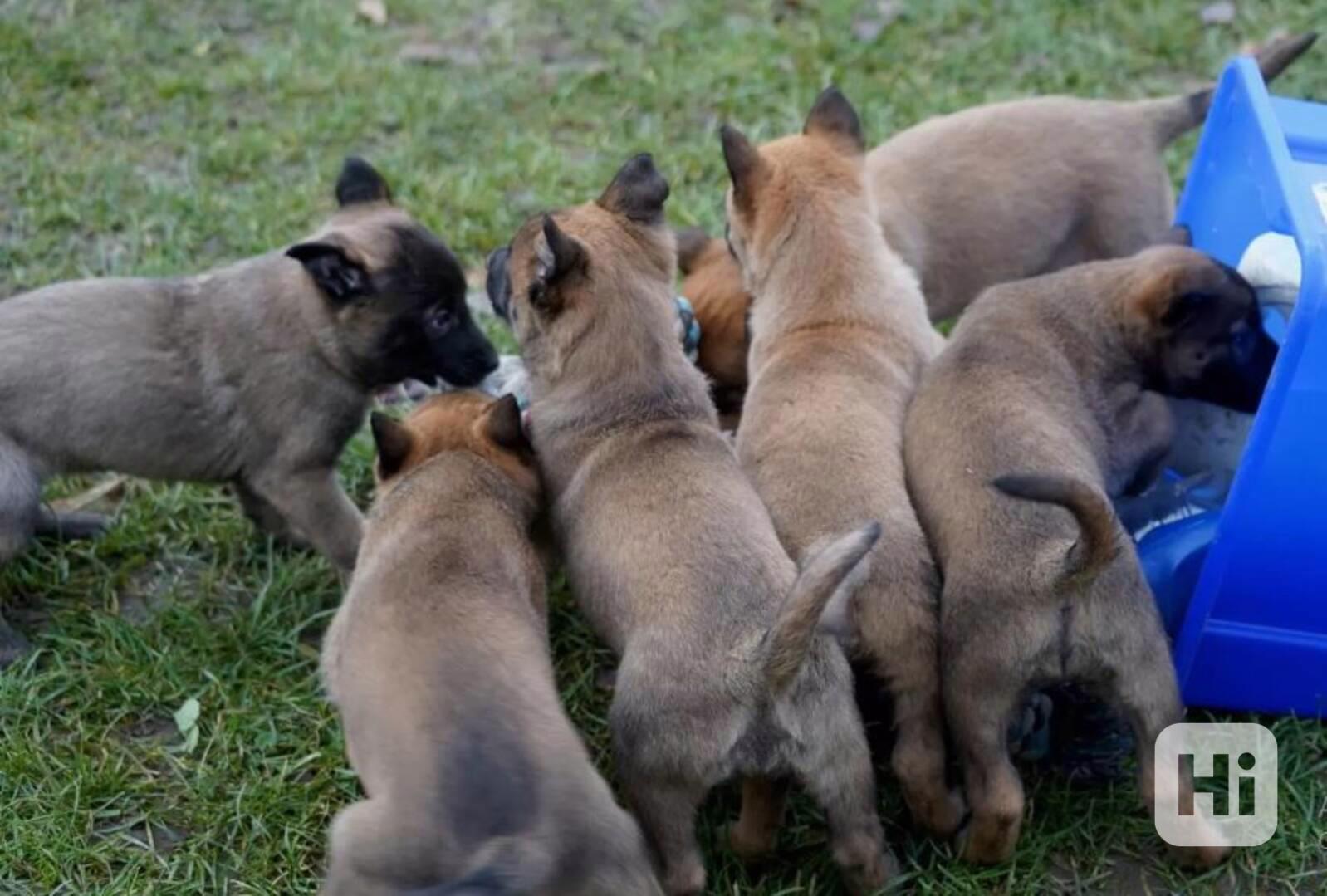 Aktivní štěňata belgického mallinoise - foto 1