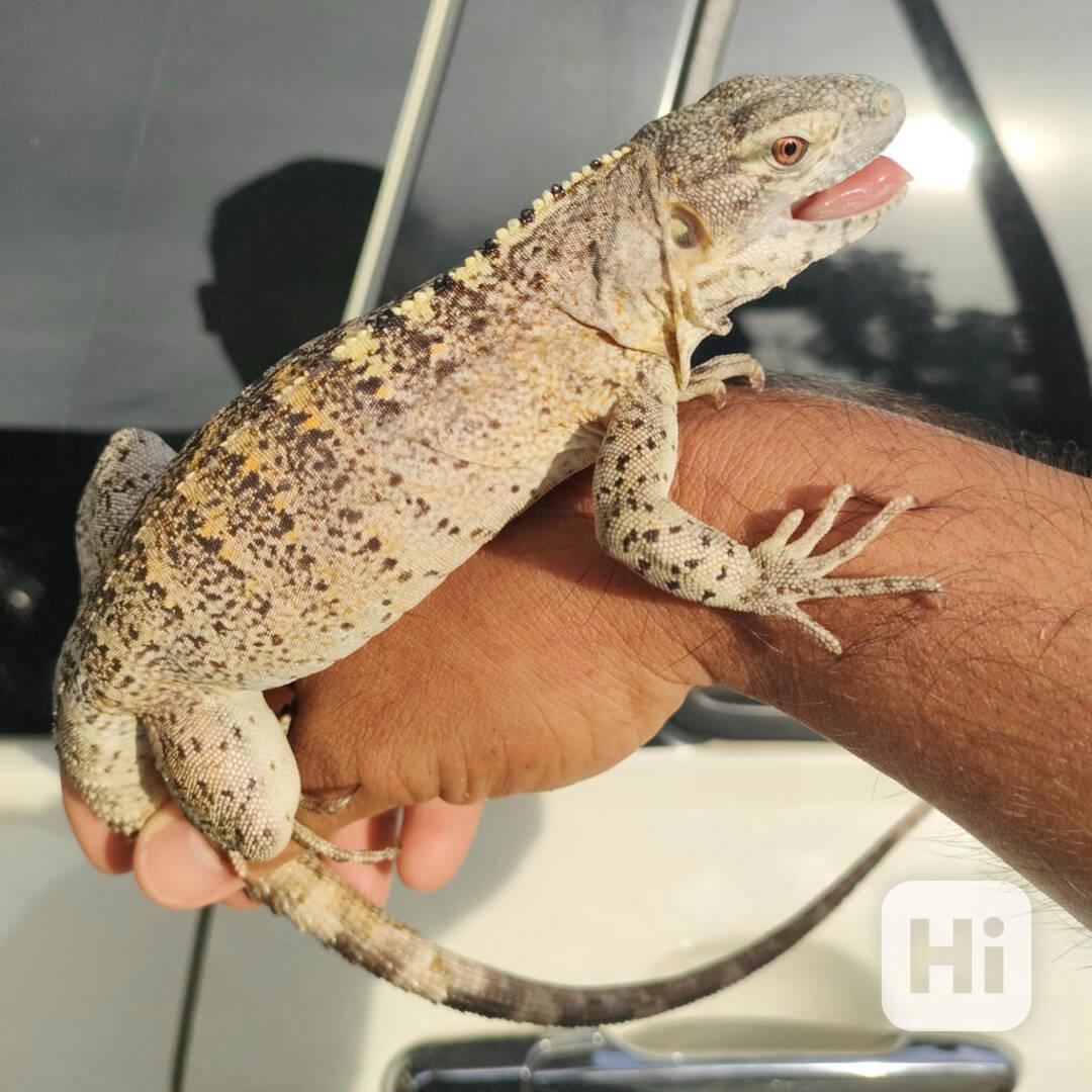 Fáze oranžové banány s ostnatým ocasem - foto 1