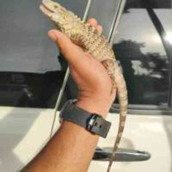 Fáze oranžové banány s ostnatým ocasem - foto 4