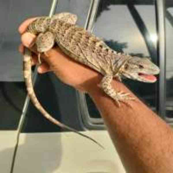 Fáze oranžové banány s ostnatým ocasem - foto 3