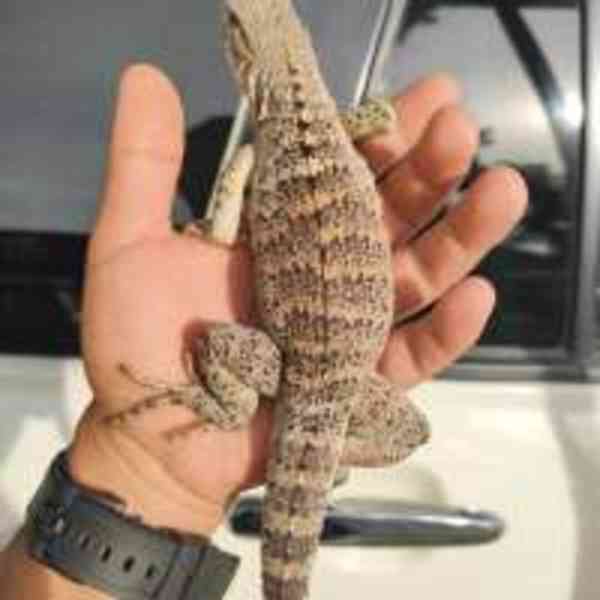 Fáze oranžové banány s ostnatým ocasem - foto 2