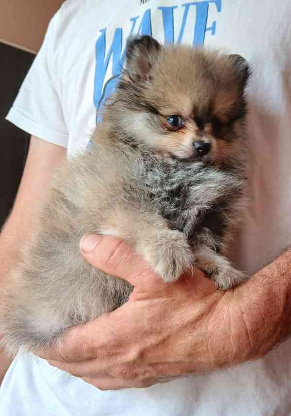 Pomeranian klouček  - foto 3