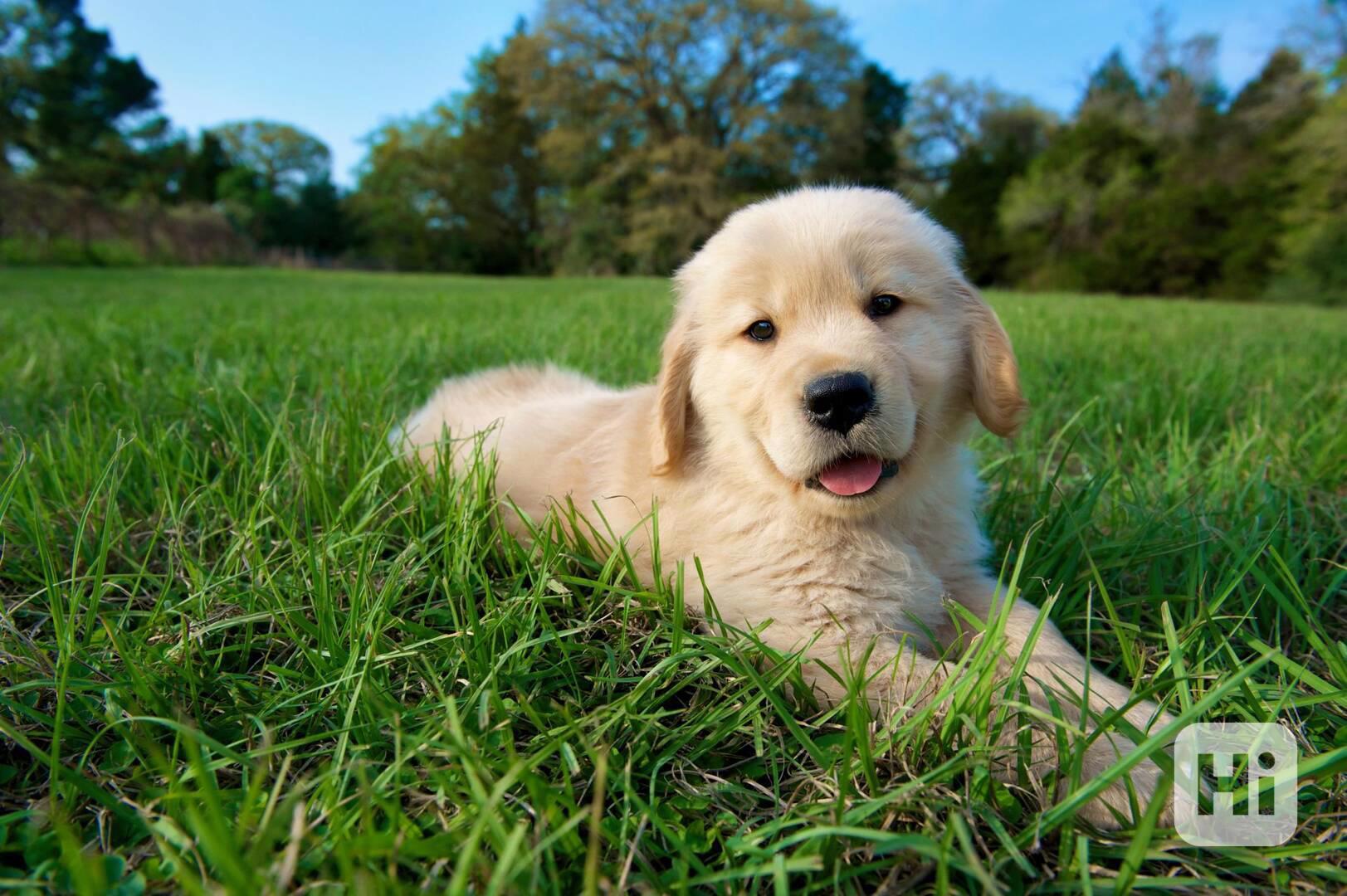 Pes k adopci  - foto 1