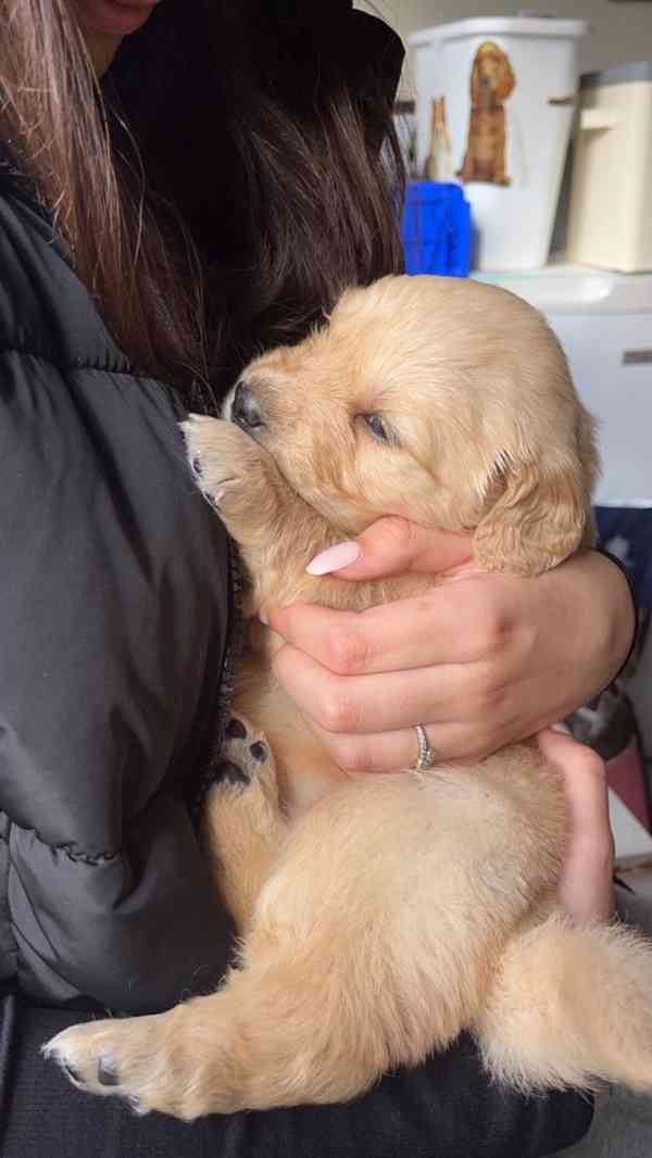 Pes k adopci  - foto 3