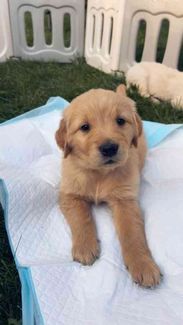 Pes k adopci  - foto 2