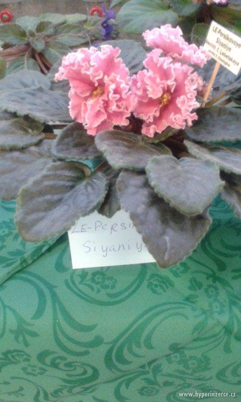 Výstava afrických fialek - foto 1