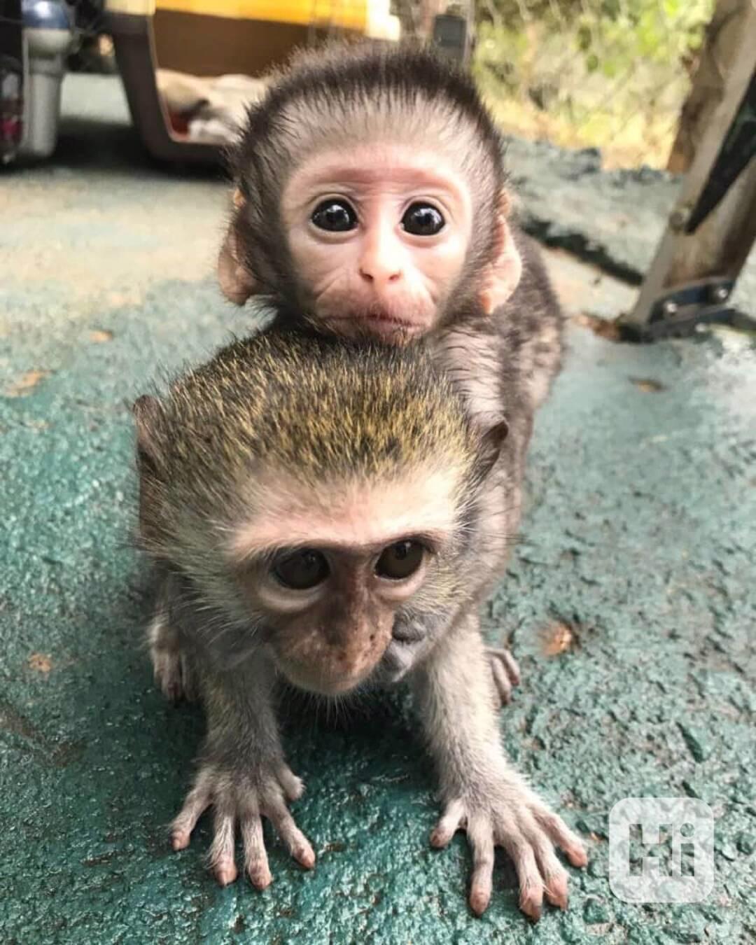 Krásná a malá kapucínská opice - foto 1