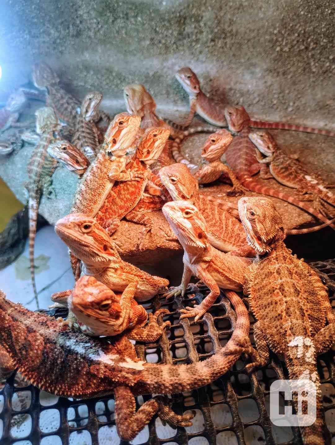 Agama vousatá  - foto 1