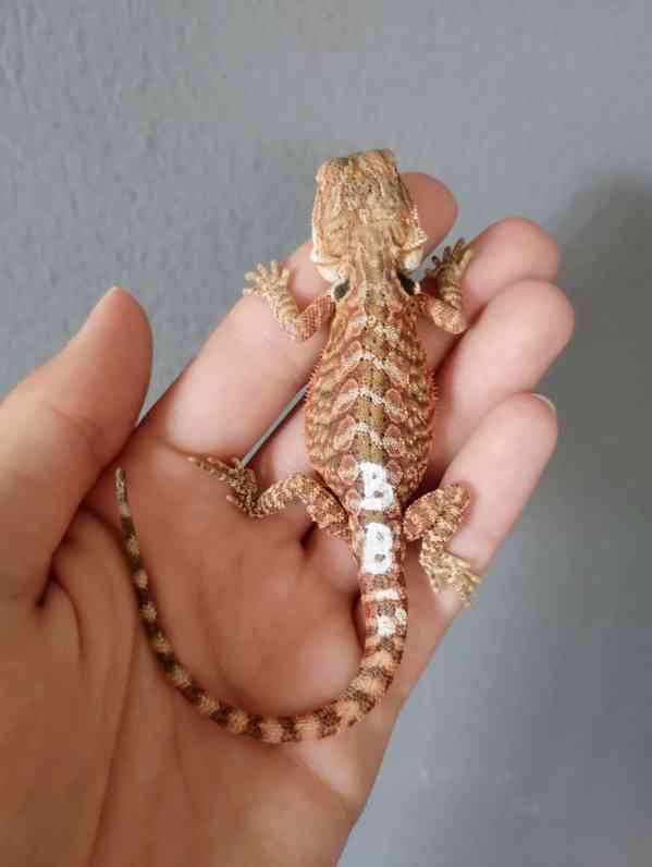 Agama vousatá  - foto 15