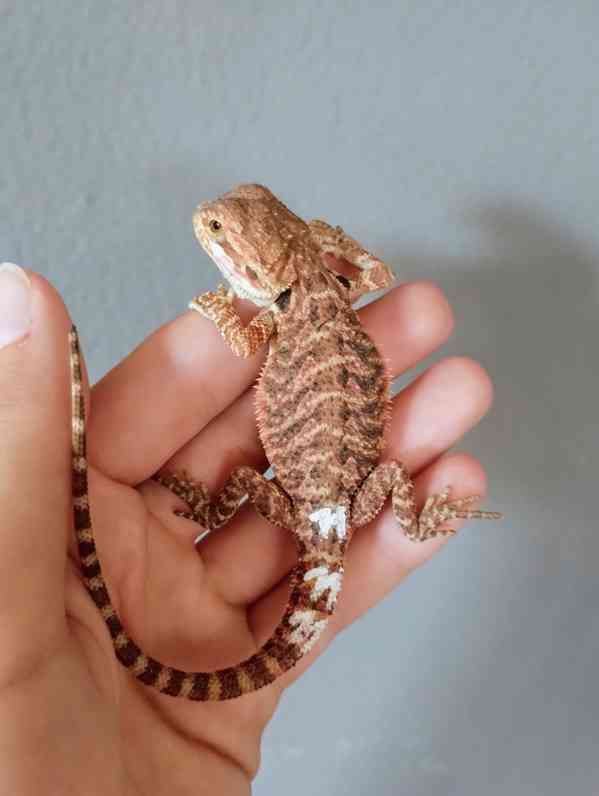 Agama vousatá  - foto 3