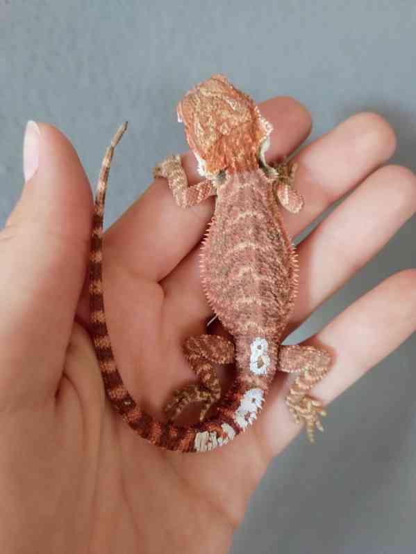 Agama vousatá  - foto 6