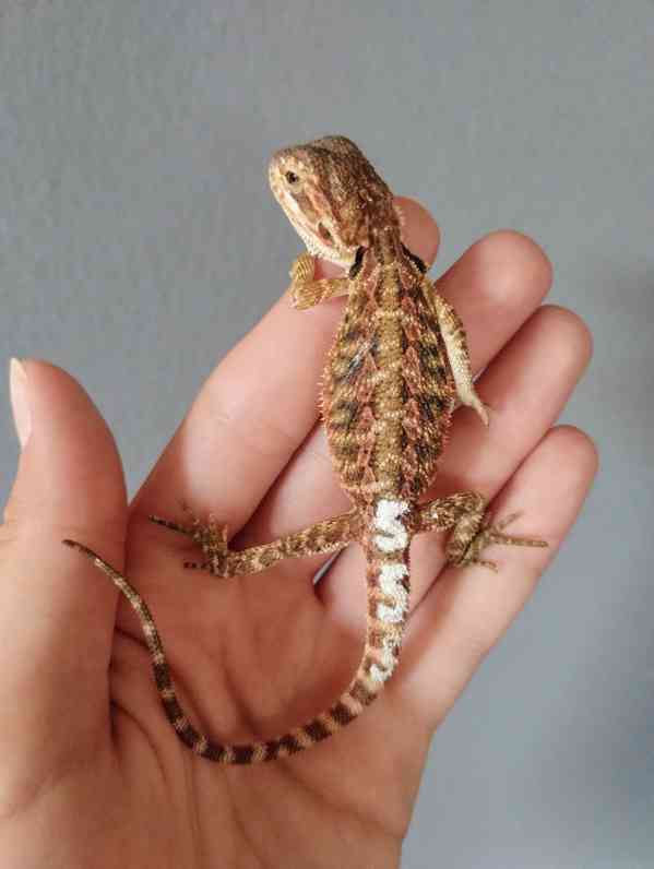 Agama vousatá  - foto 9