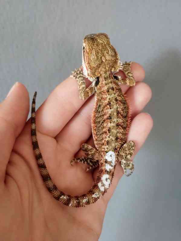 Agama vousatá  - foto 5