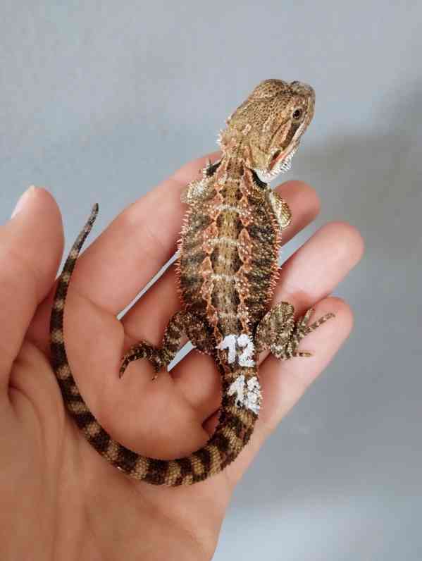 Agama vousatá  - foto 2