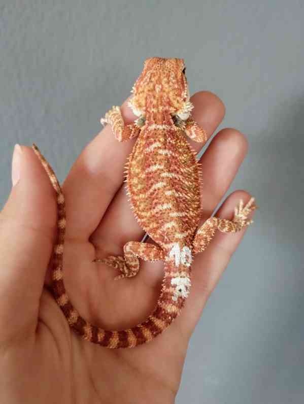 Agama vousatá  - foto 4