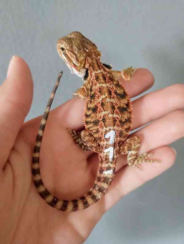 Agama vousatá  - foto 12