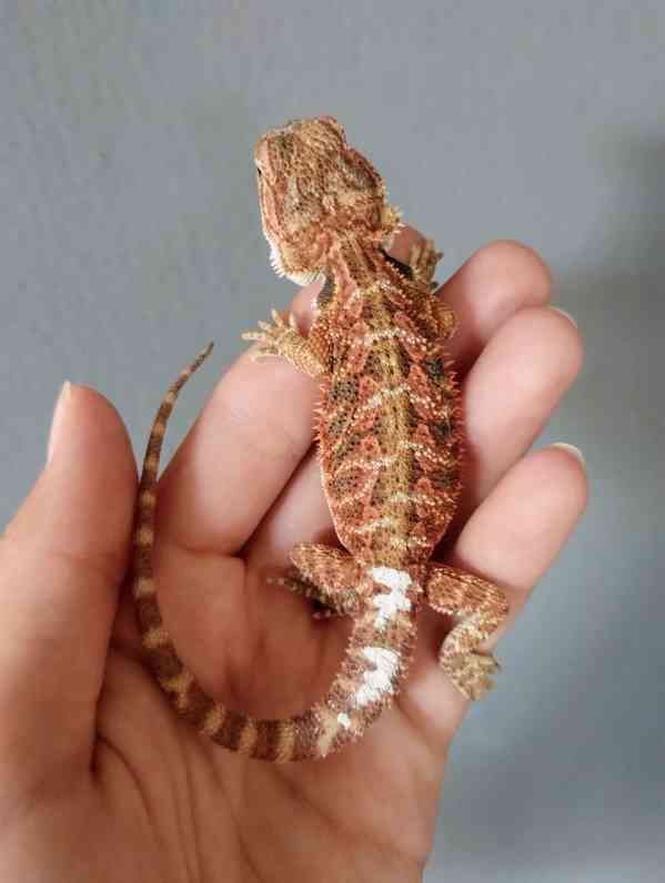 Agama vousatá  - foto 7