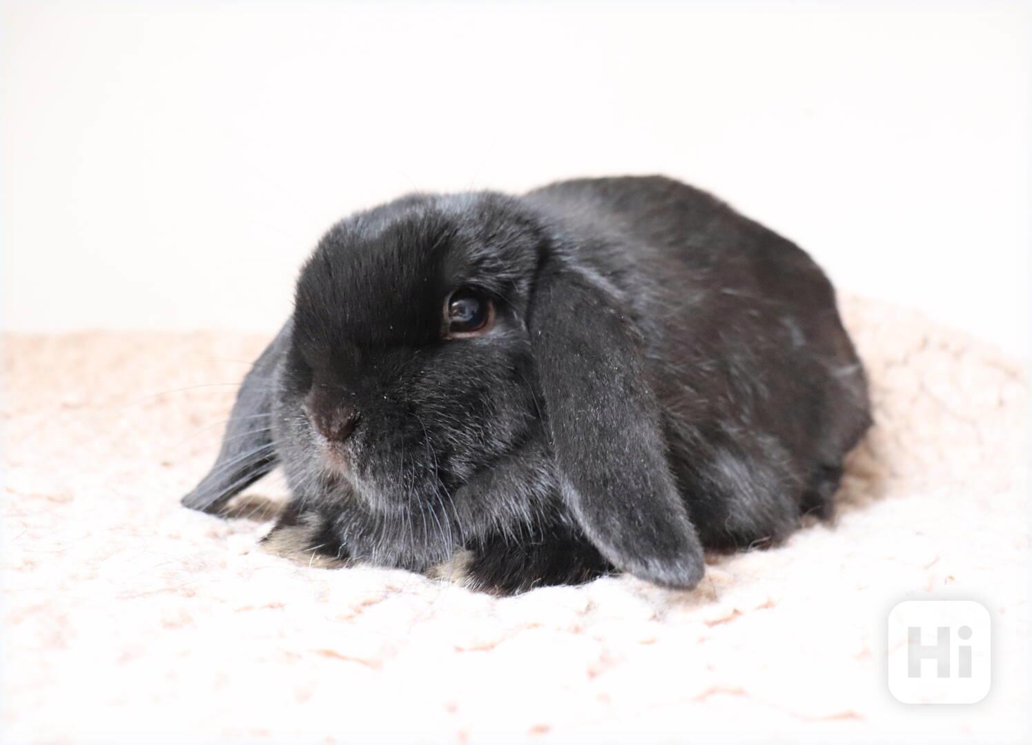 Mini lop beránek - zakrslý králíček na prodej - foto 1